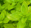 Szurokfű (oregánó) levél kivonat